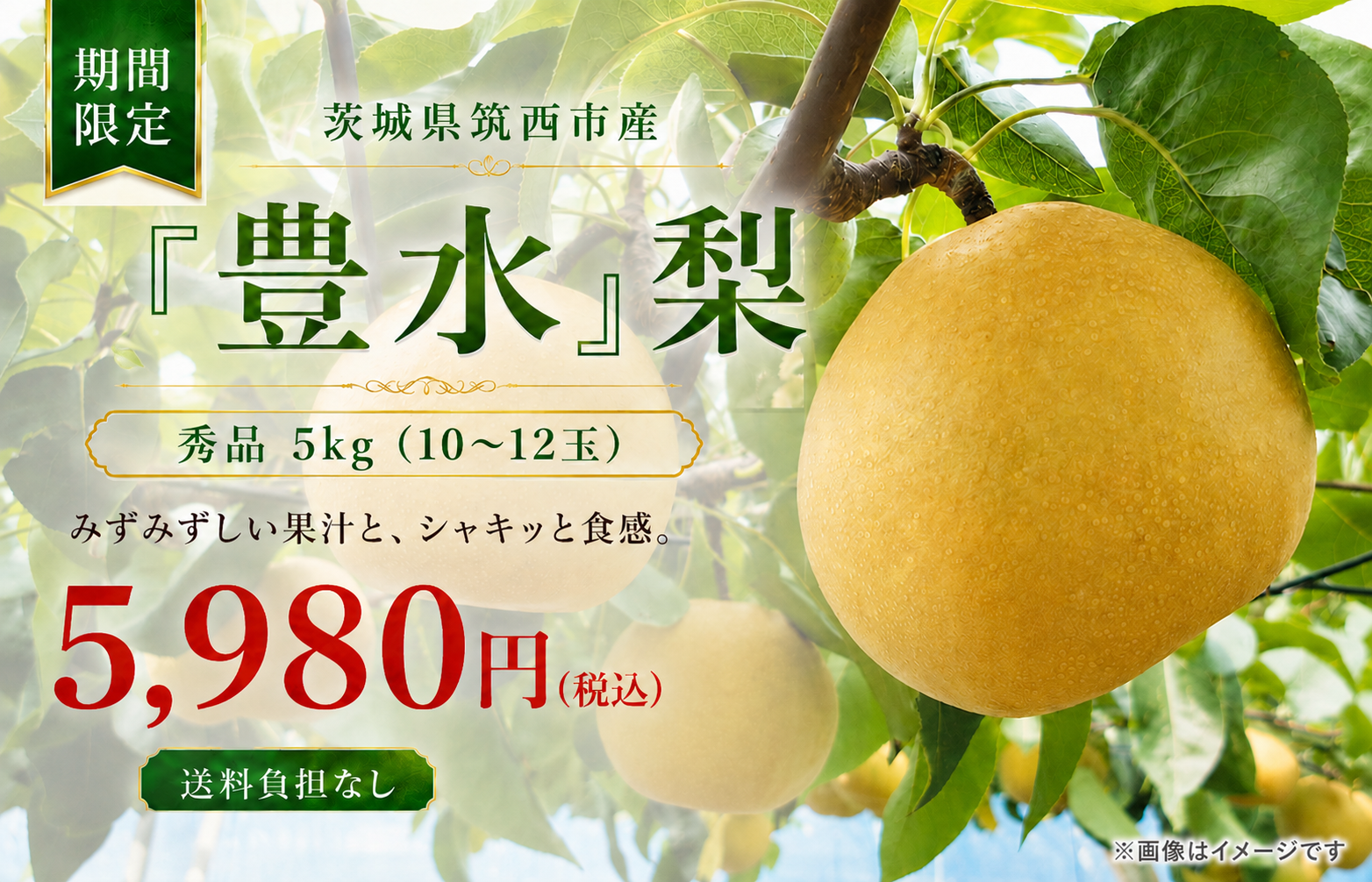 茨城県筑西市産 豊水梨