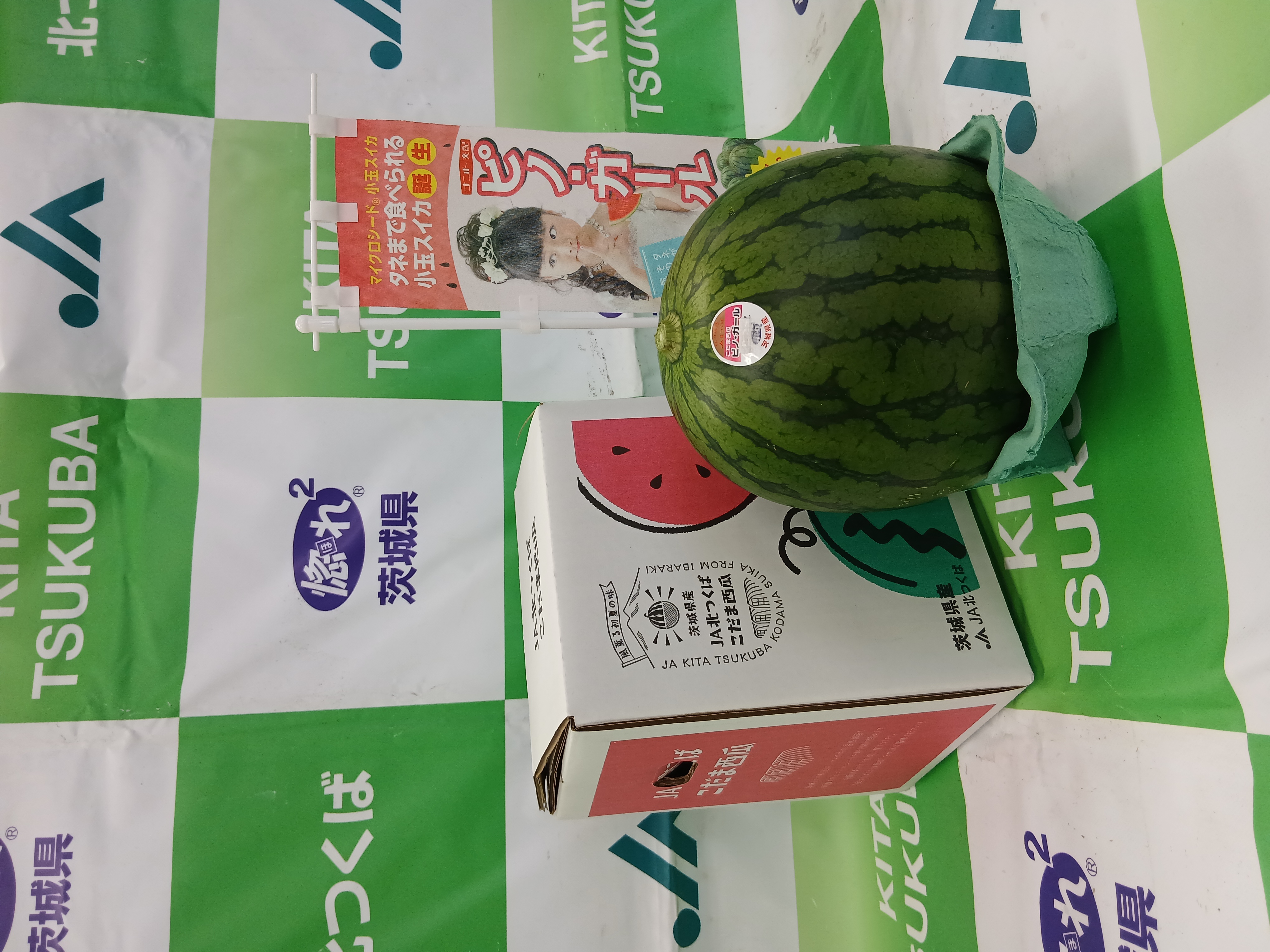 【期間限定】茨城県北つくば産小玉スイカ「ピノ・ガール」L×１玉