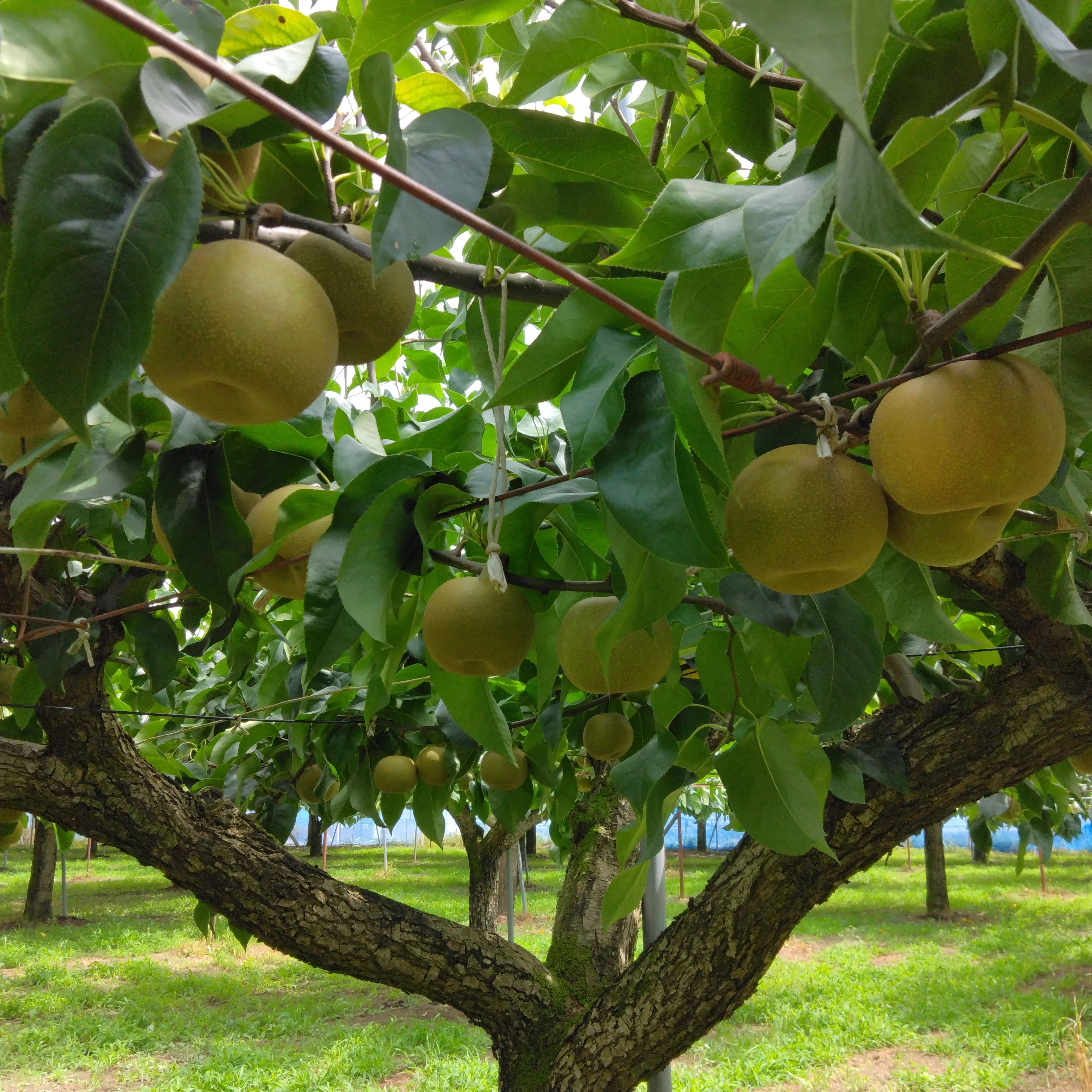 【期間限定】茨城県筑西市産「あきづき」梨　秀品　5kg