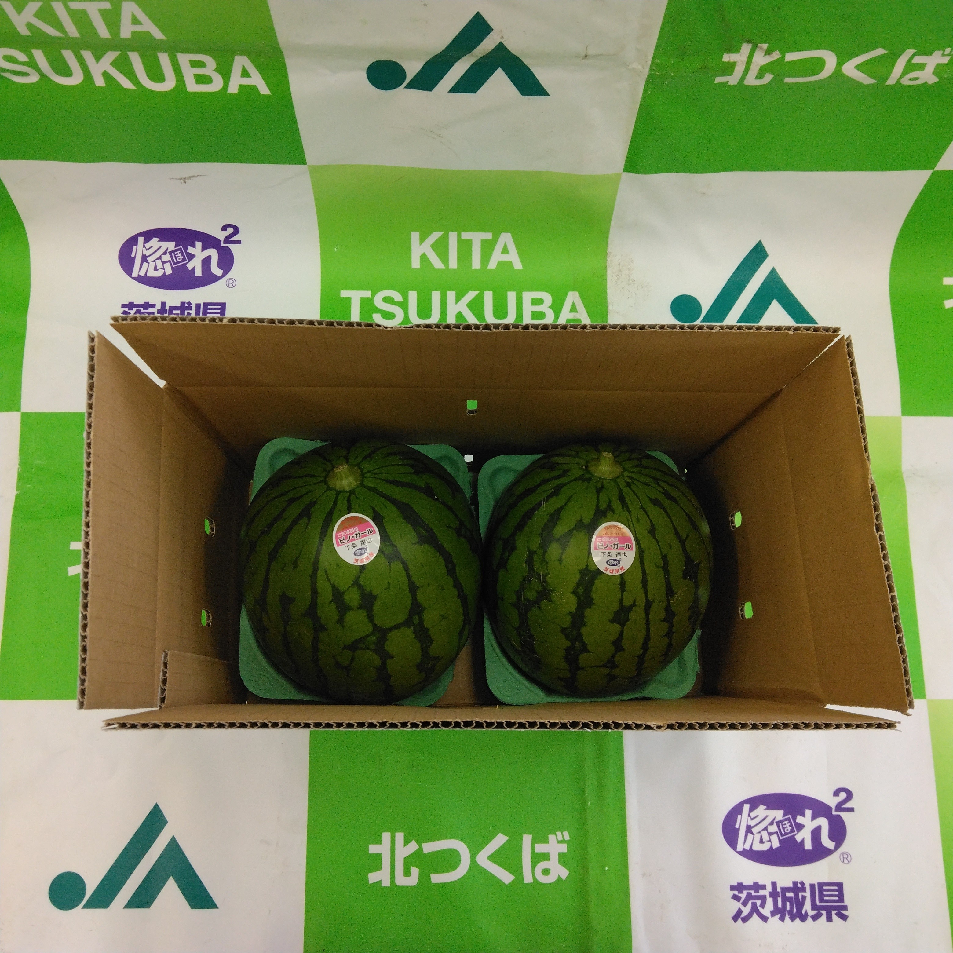 【期間限定】茨城県北つくば産小玉スイカ「ピノ・ガール」L×２玉