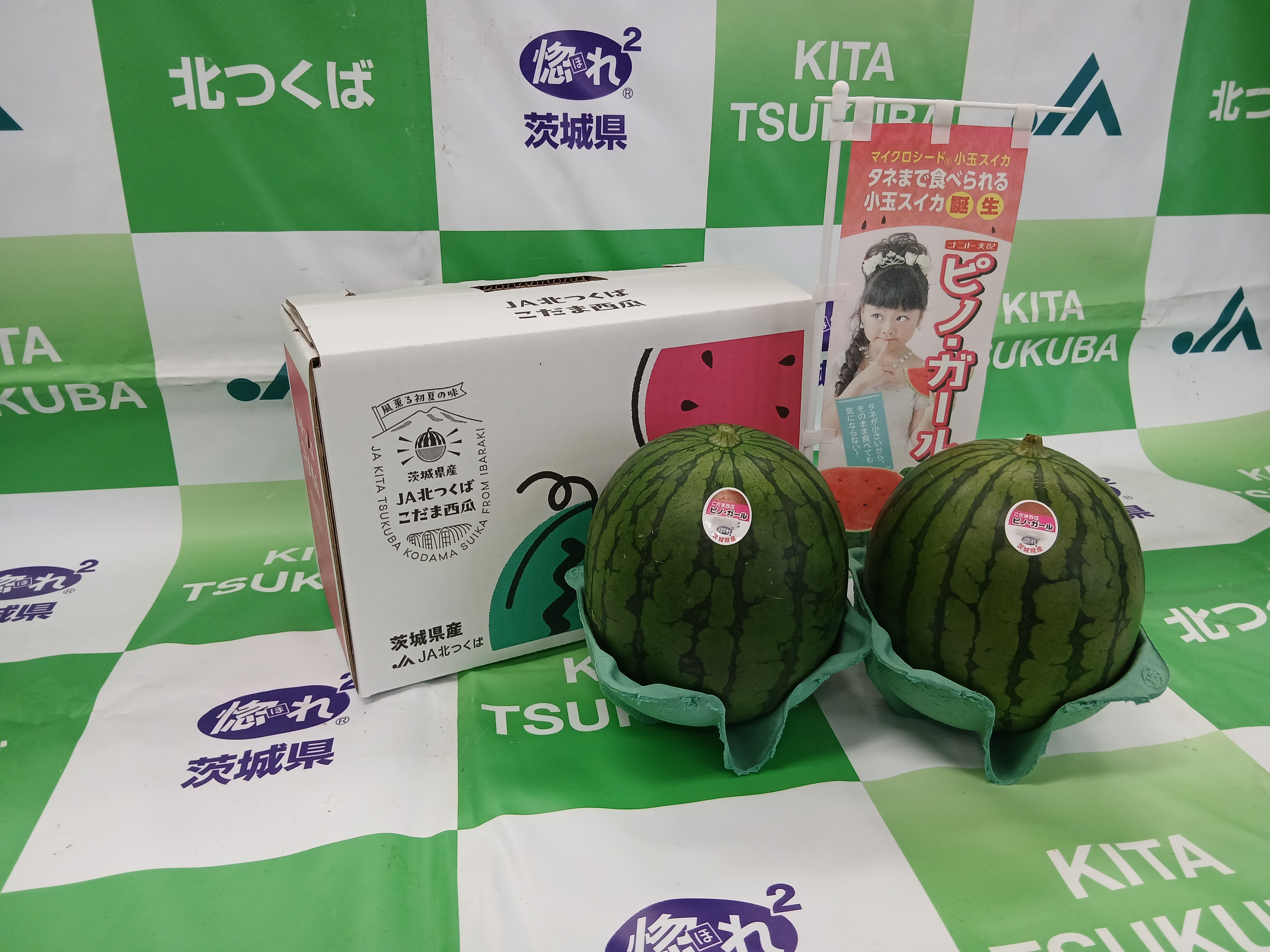 【期間限定】茨城県北つくば産小玉スイカ「ピノ・ガール」L×２玉