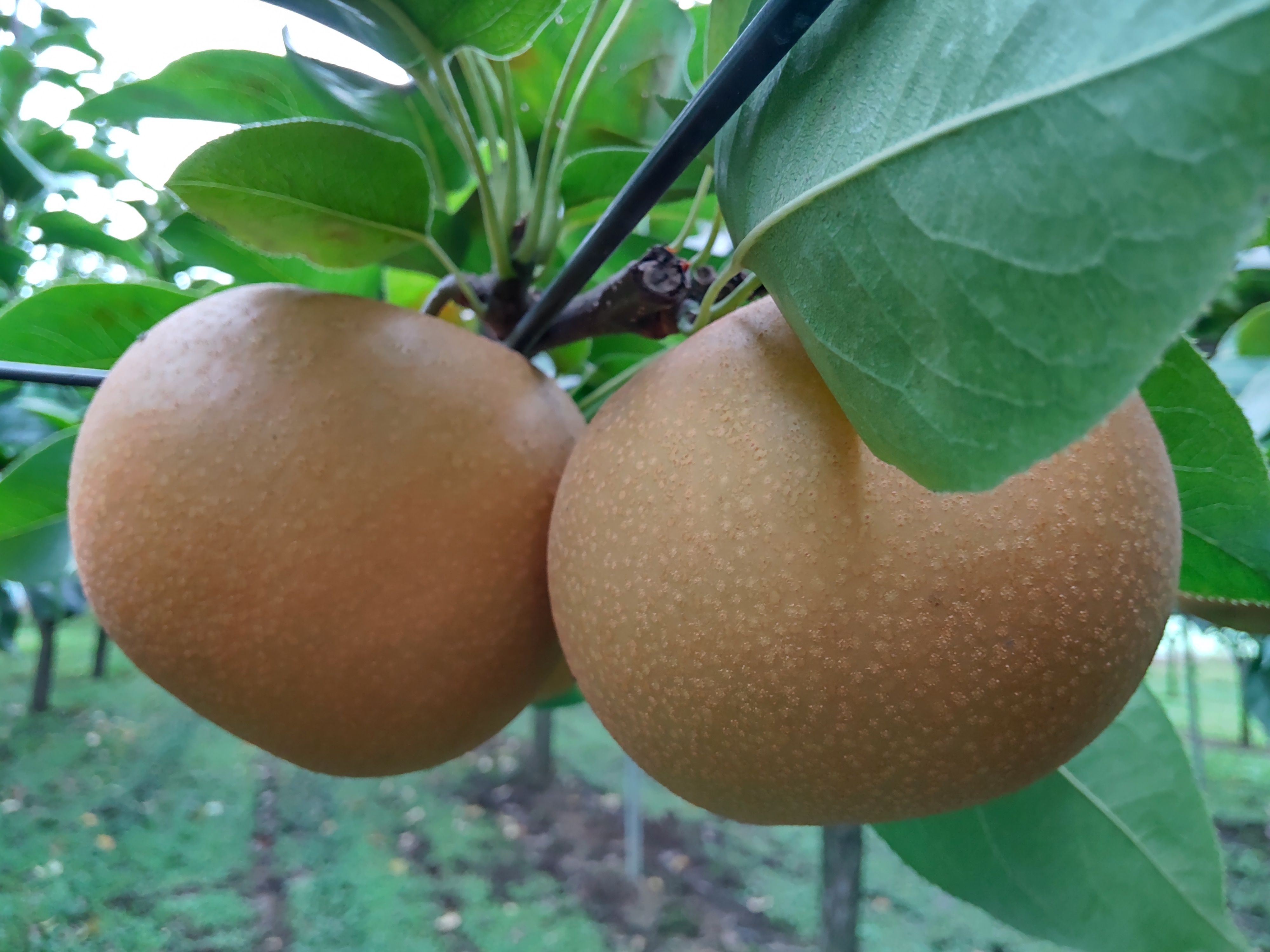【期間限定】茨城県筑西市産「あきづき」梨　秀品　5kg
